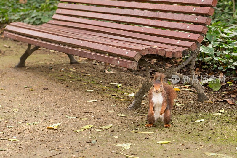 城市公园里的野生红松鼠(Sciurus vulgaris)。